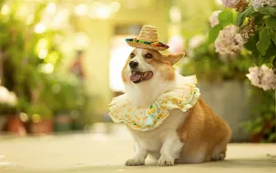 Pet
